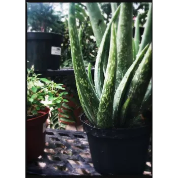 Herbal Aloe Vera Plants